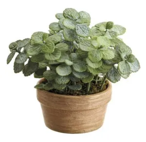 Potted Jade Plant